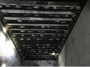 香港益巢燕窩創始人劉海霞馬來西亞工廠燕屋考察